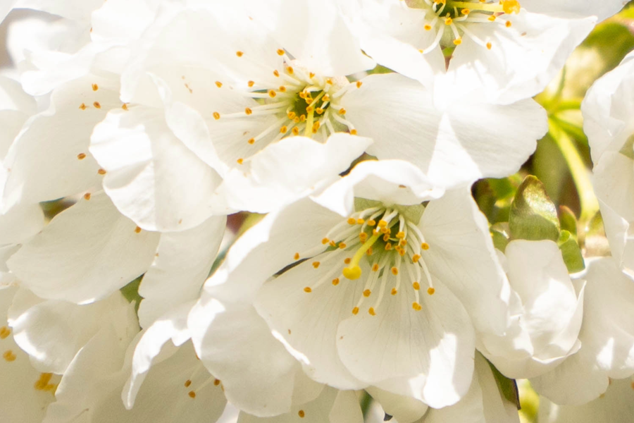 Spring Awakens: A Florist’s Guide to the Season of Bloom